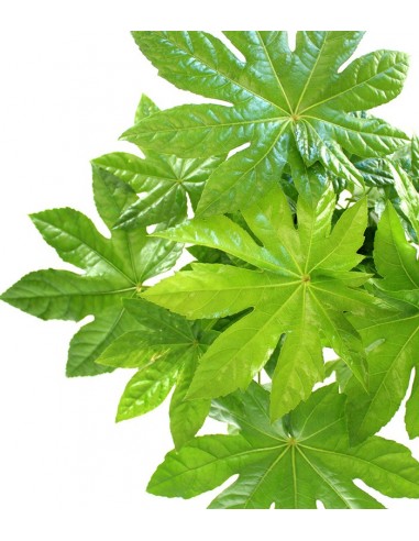 Fatsia Japonica