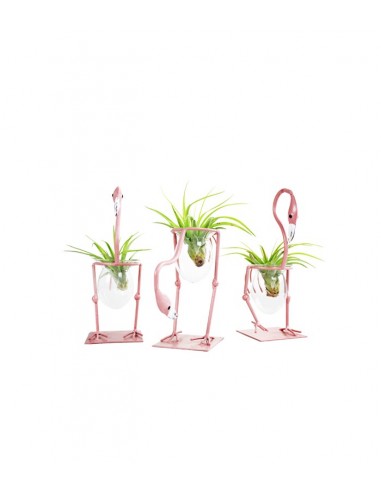 Fenicotteri rosa con tillandsia