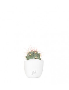 Ferocactus glaucescens