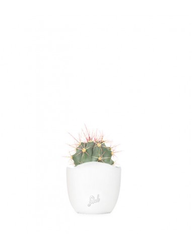 Ferocactus glaucescens