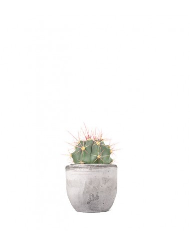Ferocactus glaucescens