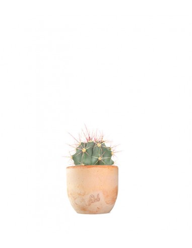 Ferocactus glaucescens
