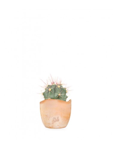Ferocactus glaucescens