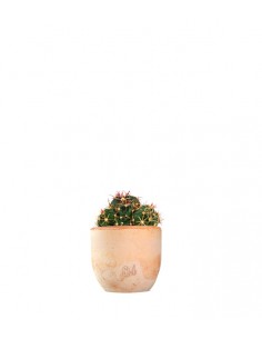 Ferocactus Latispinus
