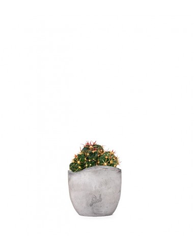 Ferocactus Latispinus