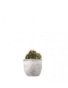 Ferocactus Latispinus 2