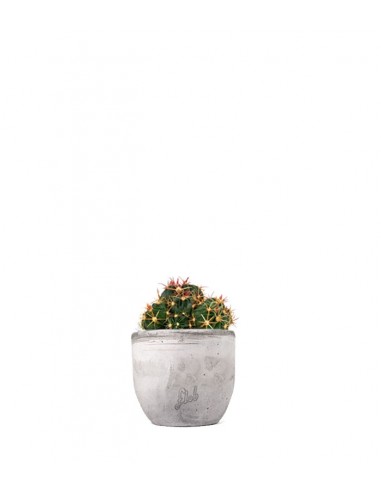 Ferocactus Latispinus