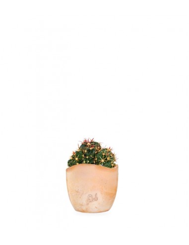 Ferocactus Latispinus