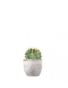 Ferocactus Stainesii