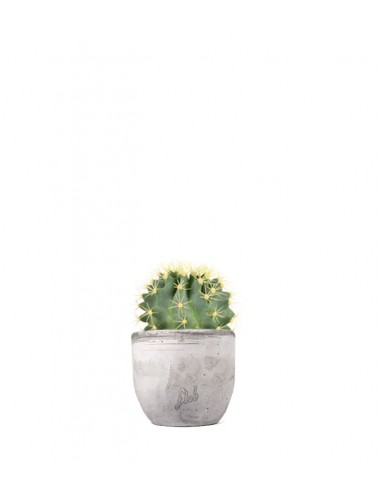 Ferocactus Stainesii