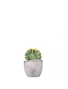 Ferocactus Stainesii 2