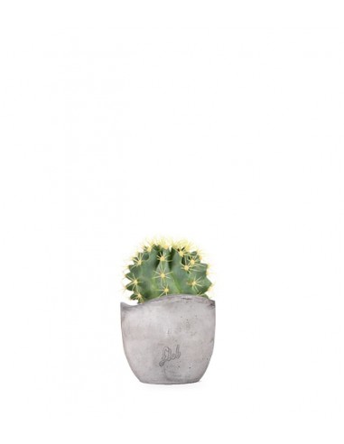 Ferocactus Stainesii