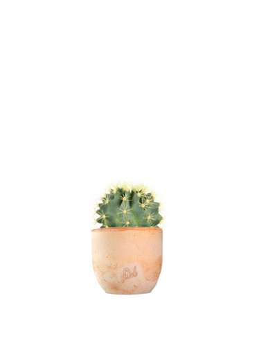 Ferocactus Stainesii