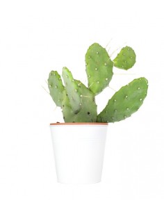 Fico d'india Polyacantha 