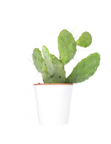 Fico d'india Polyacantha Vaso 18
