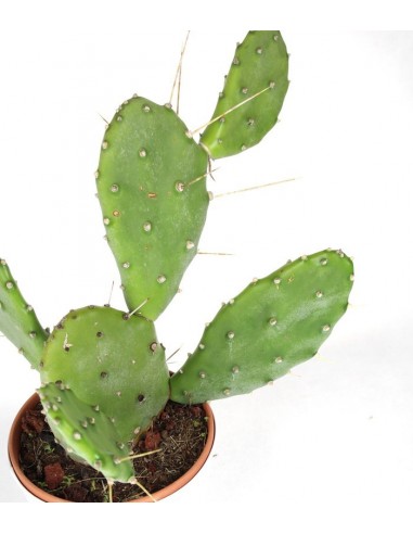 Fico d'india Polyacantha Vaso 18