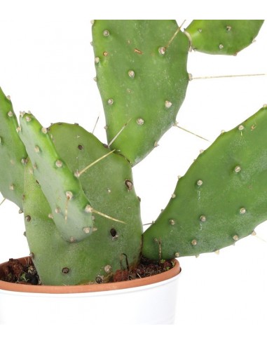 Fico d'india Polyacantha 