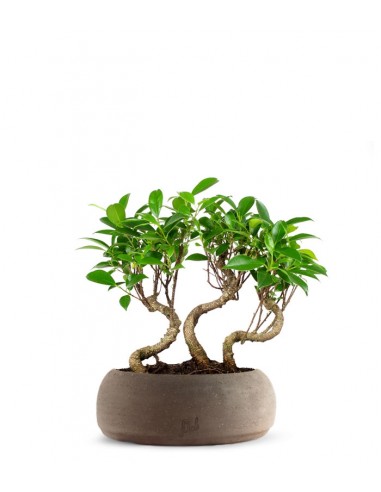 Ficus Boschetto M