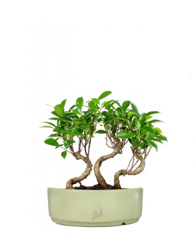 Ficus Boschetto M