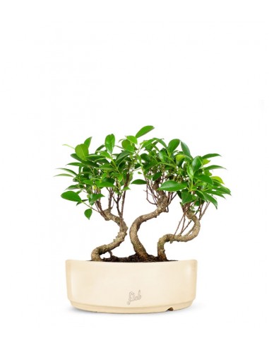 Ficus Boschetto M