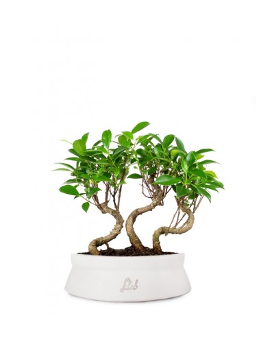 Ficus Boschetto M