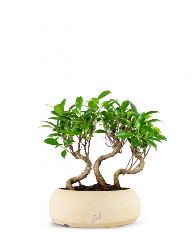 Ficus Boschetto M