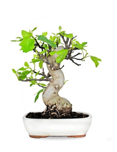 Ficus Carica (Fico) esemplare 27 anni