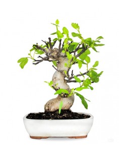 Ficus Carica (Fico)... 2