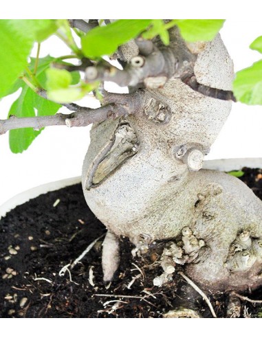 Ficus Carica (Fico) esemplare 27 anni