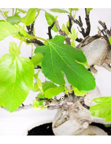 Ficus Carica (Fico) esemplare 27 anni