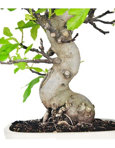 Ficus Carica (Fico) esemplare 24 anni