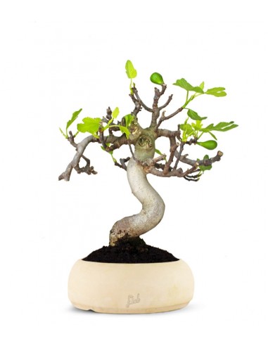 Ficus Carica Esemplare 1. 15 anni