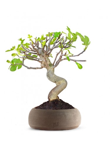Ficus Carica Esemplare 2. 15 anni