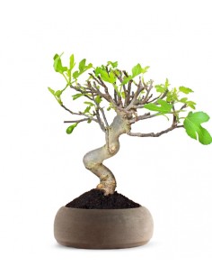 Ficus Carica Esemplare 2.... 2