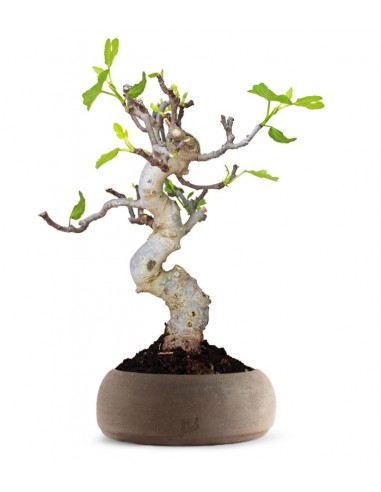 Ficus Carica Esemplare 3. 15 anni