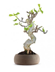 Ficus Carica Esemplare 3.... 2