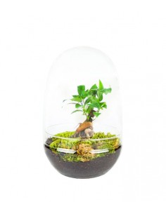 Ficus ginseng uovo in vetro