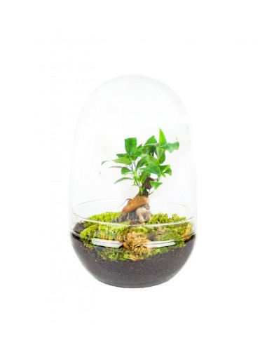 Ficus ginseng uovo in vetro