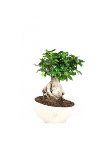 Ficus ginseng vaso ciotola in terracotta
