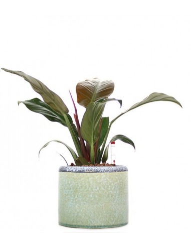 Filodendro imperial red idrocoltura