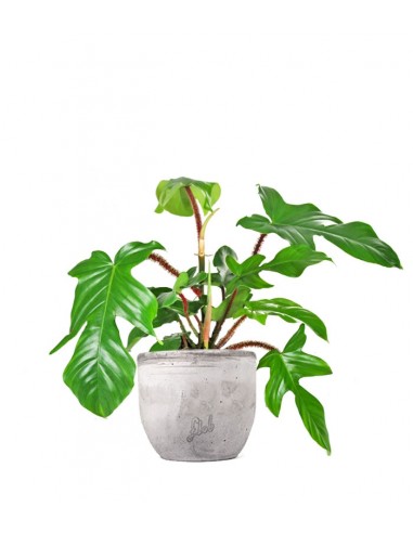 Filodendro squamiferum