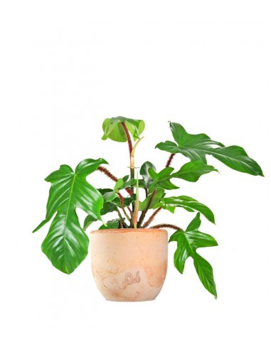 Filodendro squamiferum