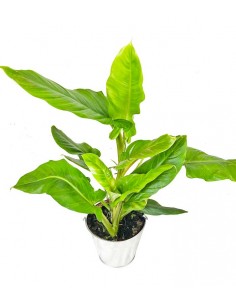 Filodendro Subhastatum 2