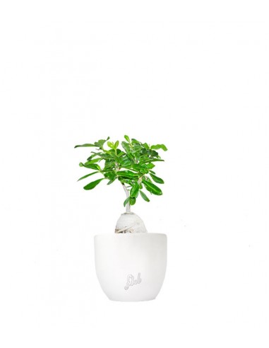 Fockea edulis