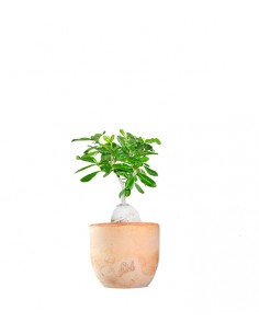 Fockea edulis 2