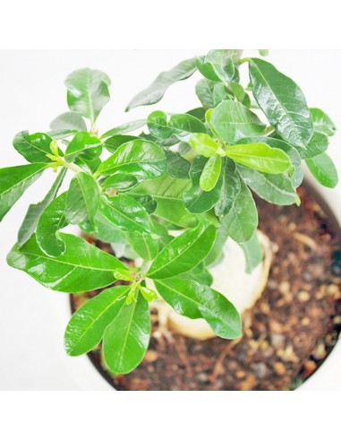 Fockea edulis