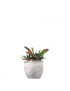 Gasteria bicolor