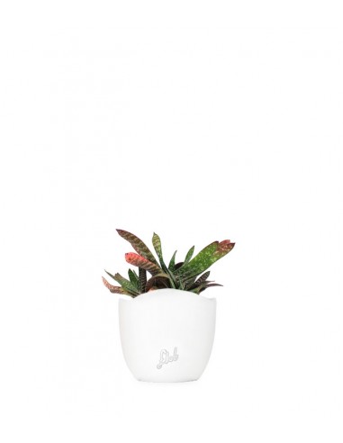 Gasteria bicolor