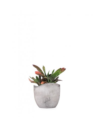 Gasteria bicolor