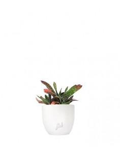 Gasteria bicolor 2